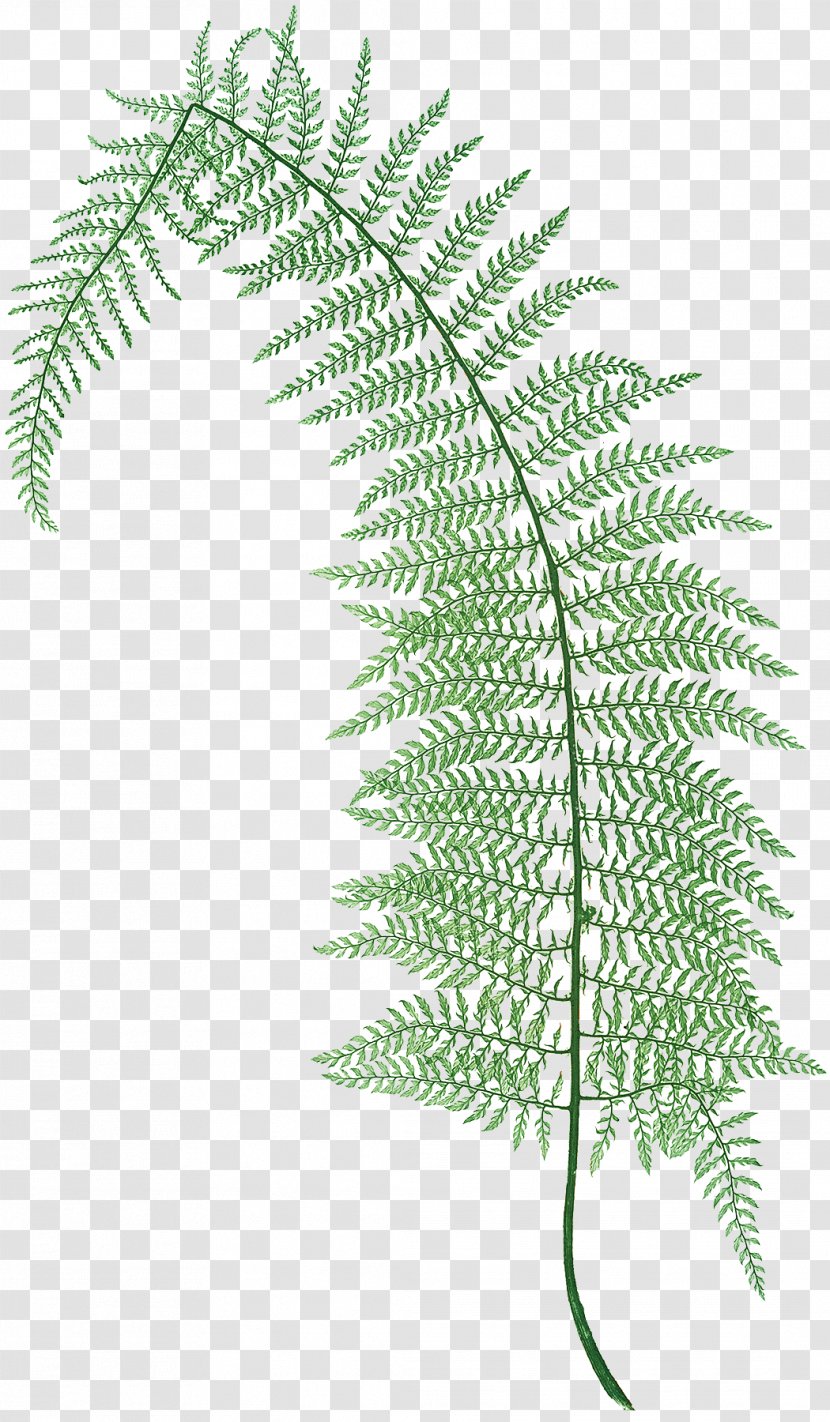 The Ferns Of Great Britain And Ireland Polystichum Setiferum Aculeatum Lonchitis - Plants Transparent PNG