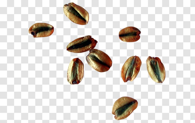 Nut Food Tree Pistachio Ingredient Transparent PNG