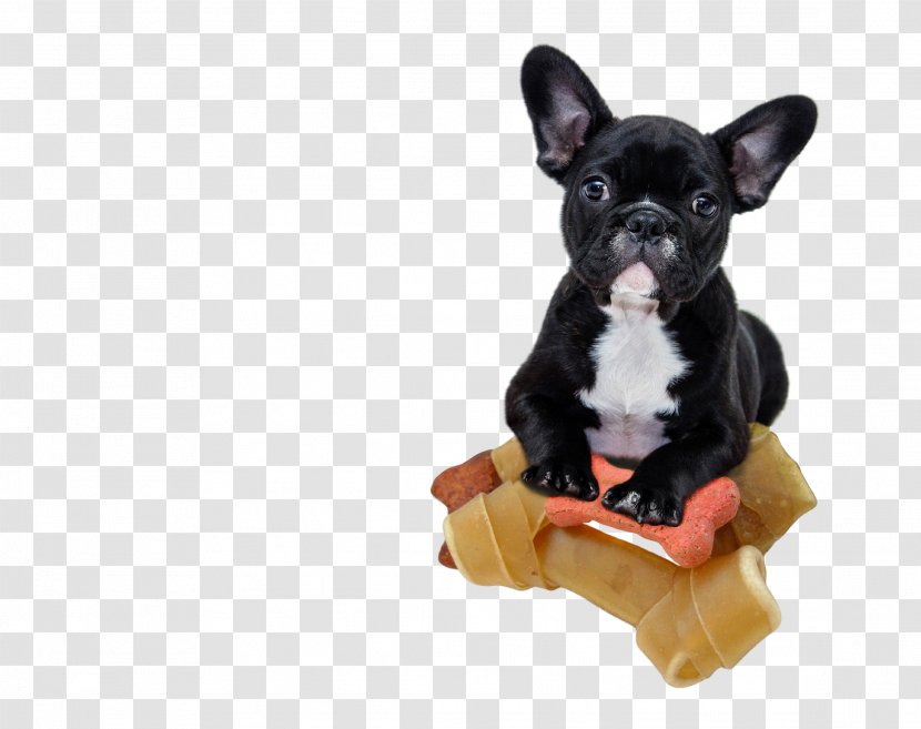 French Bulldog Shar Pei Bichon Frise Puppy - FRENCH BULLDOG Transparent PNG