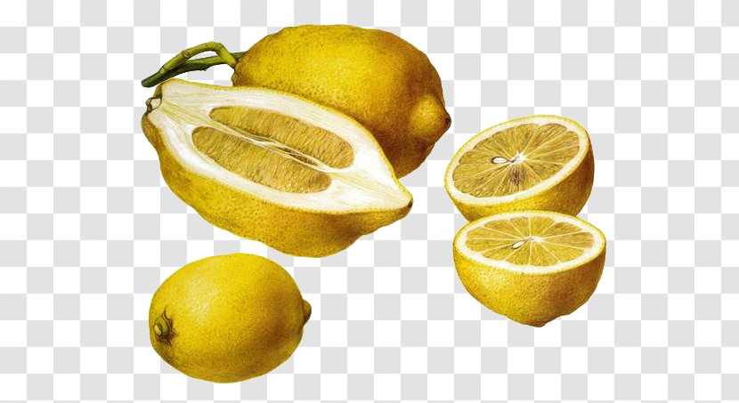 Meyer Lemon Citron Fruit Illustration - Drawing - Renaissance Cut Transparent PNG