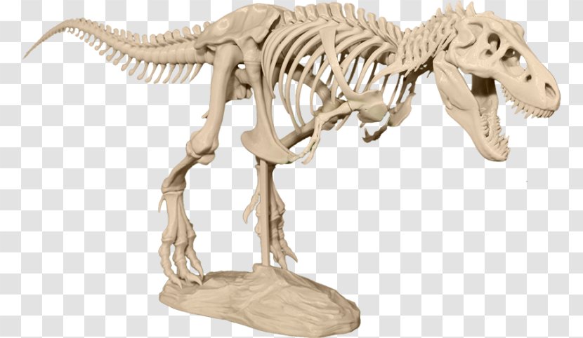 Tyrannosaurus 3D Printing Skeleton Skull Sue Transparent PNG