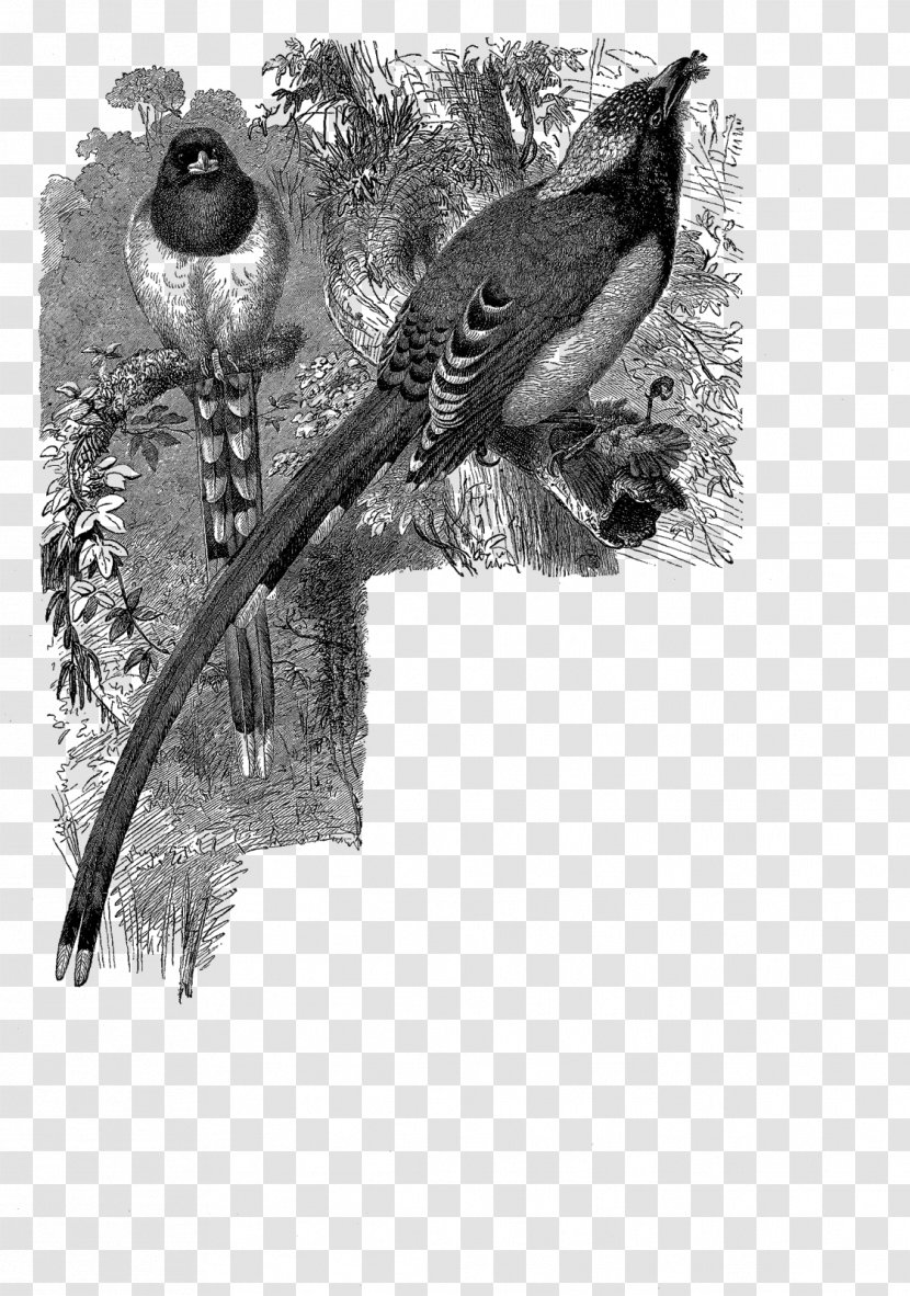 Beak Feather Wildlife White Tail - Bird Transparent PNG