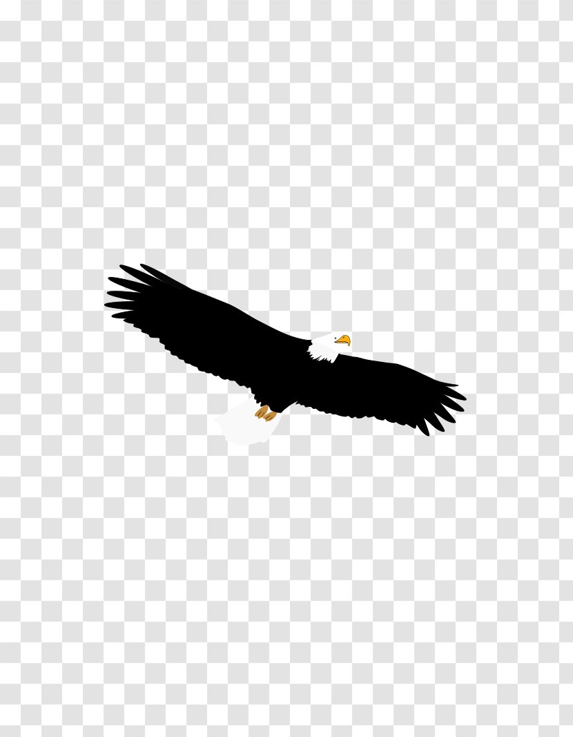 Bald Eagle Bird Of Prey Accipitriformes Transparent PNG