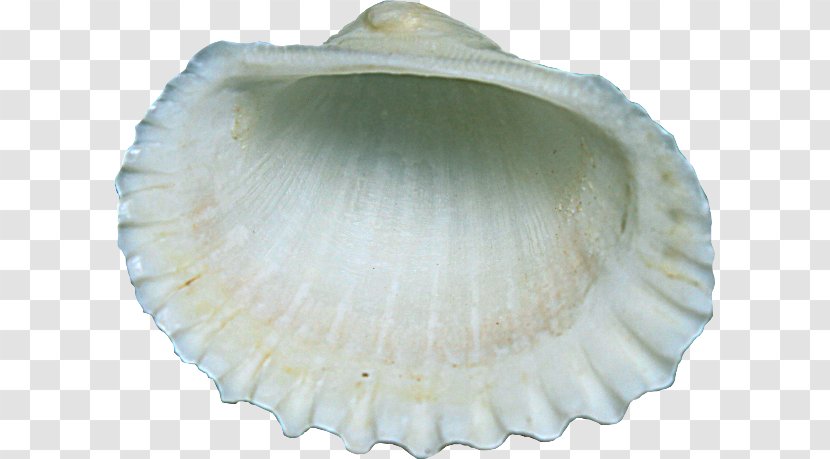 Cockle Clam Scallop Seashell - Baltic Transparent PNG