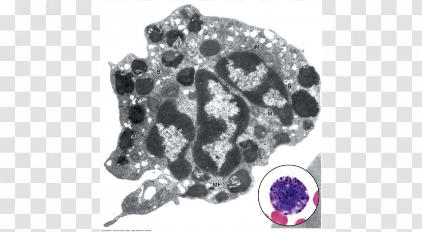 Basophil Eosinophil Plasma Cell Granule - Nucleus - Blood Transparent PNG