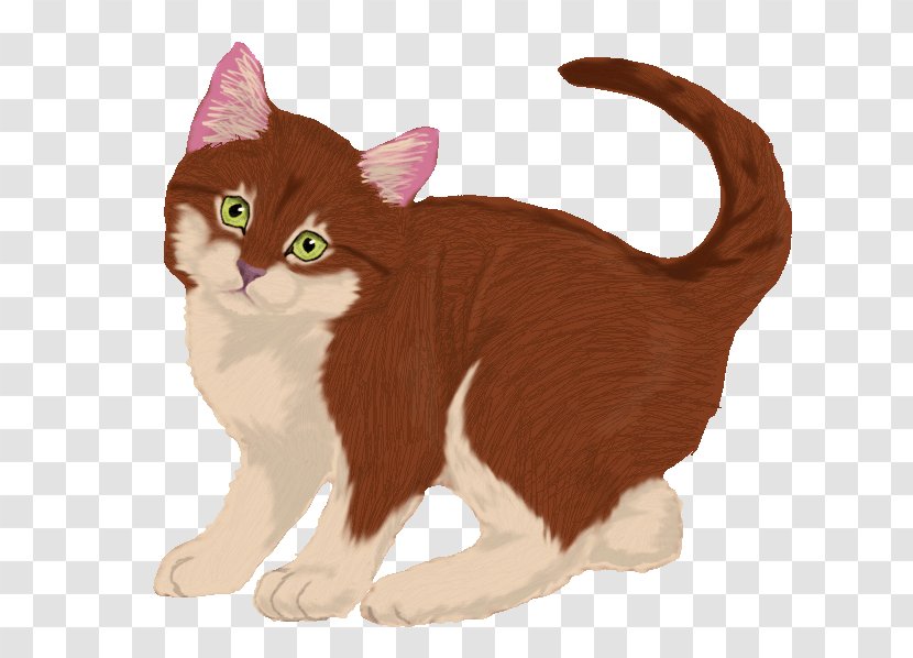 American Wirehair Manx Cat European Shorthair Kitten Whiskers Transparent PNG