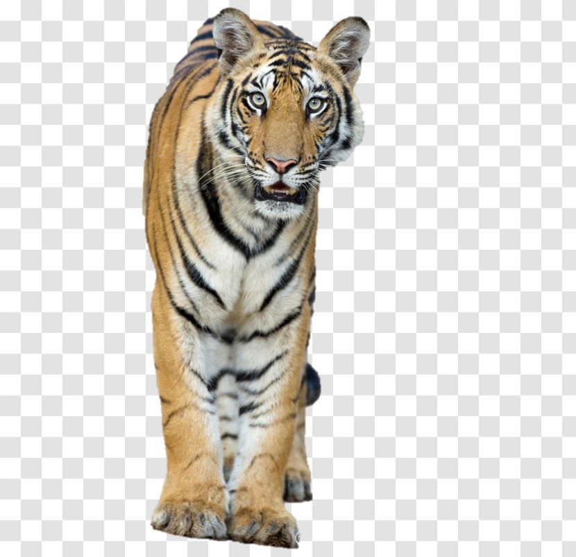 National Tiger Conservation Authority Roar Whiskers Transparent PNG