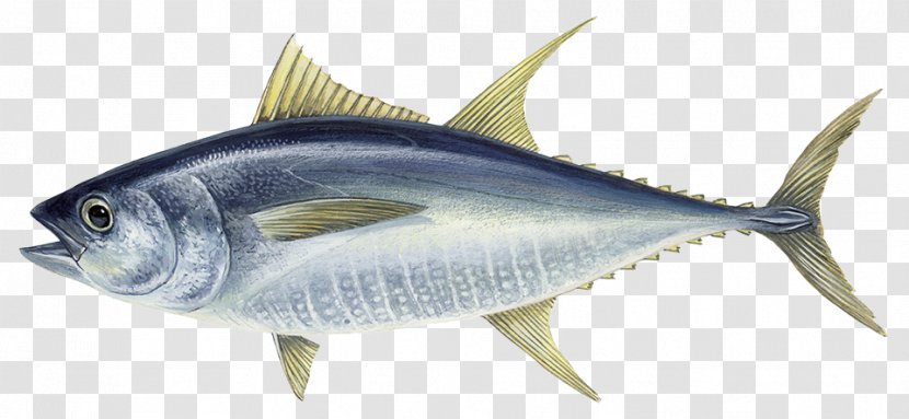 Atlantic Bluefin Tuna Albacore Yellowfin Da Hui Fish - Pacific Transparent PNG