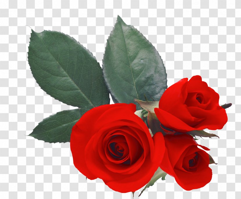 Desktop Wallpaper Love Rose Heart - Valentine S Day Transparent PNG