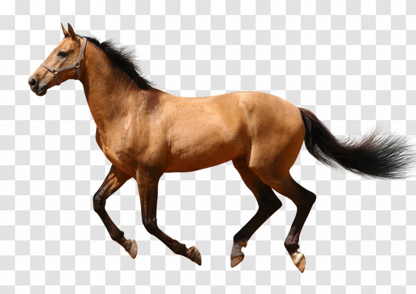 American Quarter Horse Pony Equestrian Equine Anatomy Stock Photography - Runner Transparent PNG