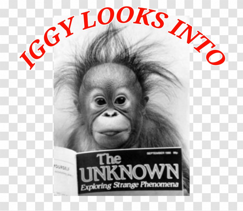 Orangutan Ape Welsh Jokes Poster - Mammal Transparent PNG