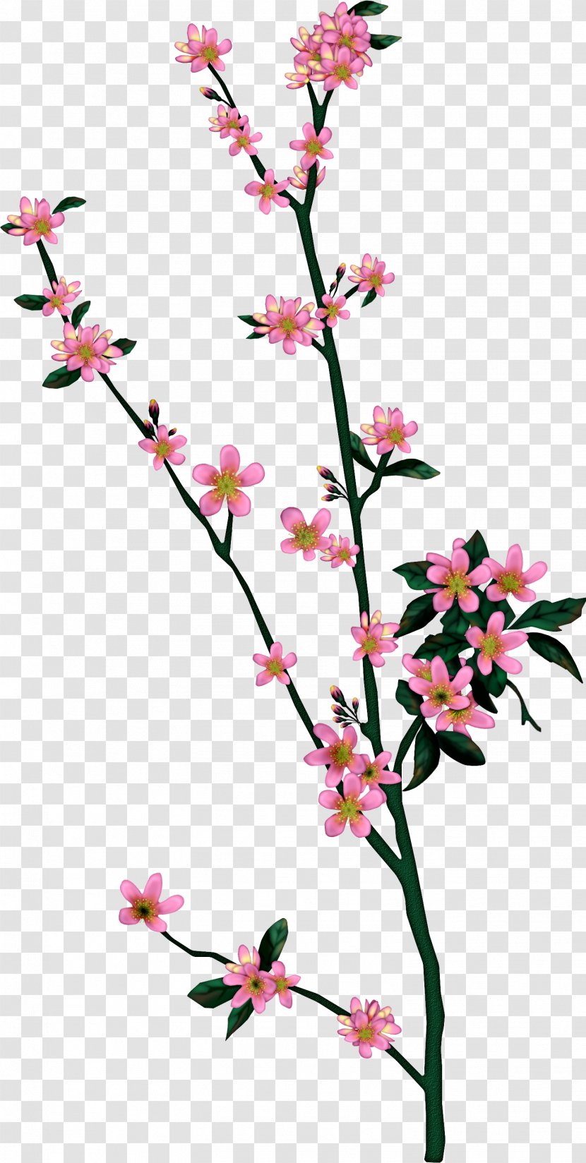 Branch Tree Drawing Leaf Blossom - Flowering Plant - Lilac Transparent PNG