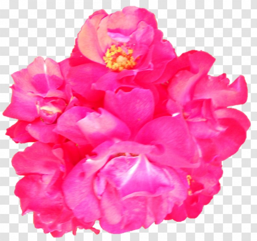 Garden Roses Cabbage Rose Cut Flowers Peony Petal - Family - Saraswati Devi Transparent PNG
