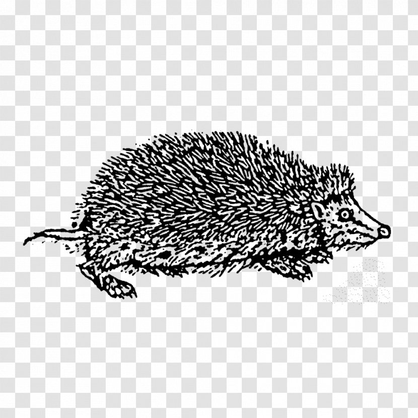 Domesticated Hedgehog Echidna Drawing Porcupine - Erinaceidae - Stamp Transparent PNG