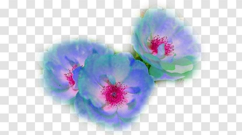 Close-up - Petal - Flowering Plant Transparent PNG