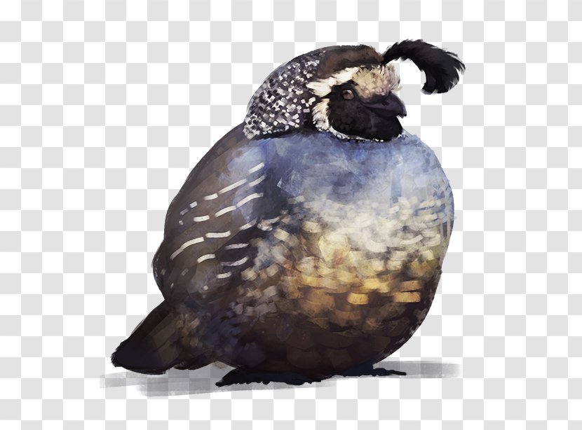 Bird Common Quail DeviantArt Sketch - Digital Media Transparent PNG