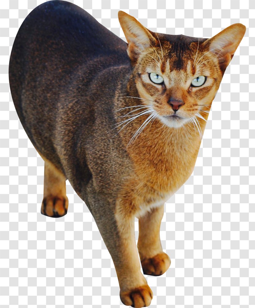 Abyssinian Chausie American Wirehair Sokoke Manx Cat - Standing Transparent PNG