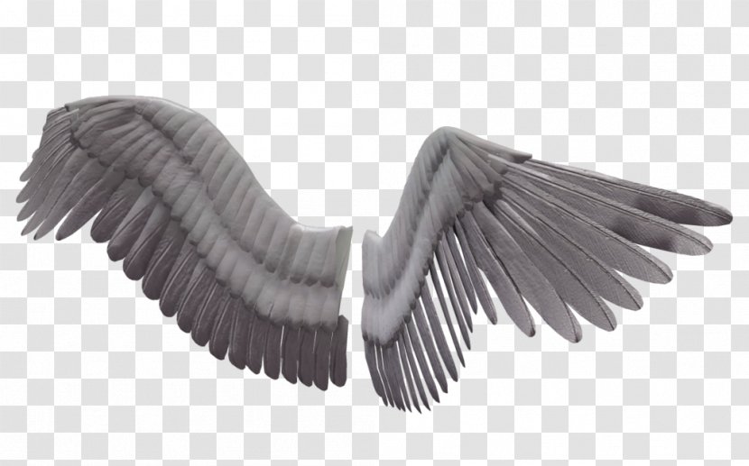 Image Editing Clip Art - Feather - 3d Modeling Transparent PNG