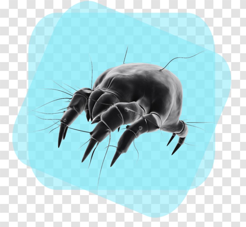 House Dust Mites Bed Bug Cleaning - Allergy - Fauna Transparent PNG