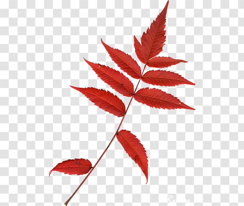 Leaf Clip Art - Blog Transparent PNG