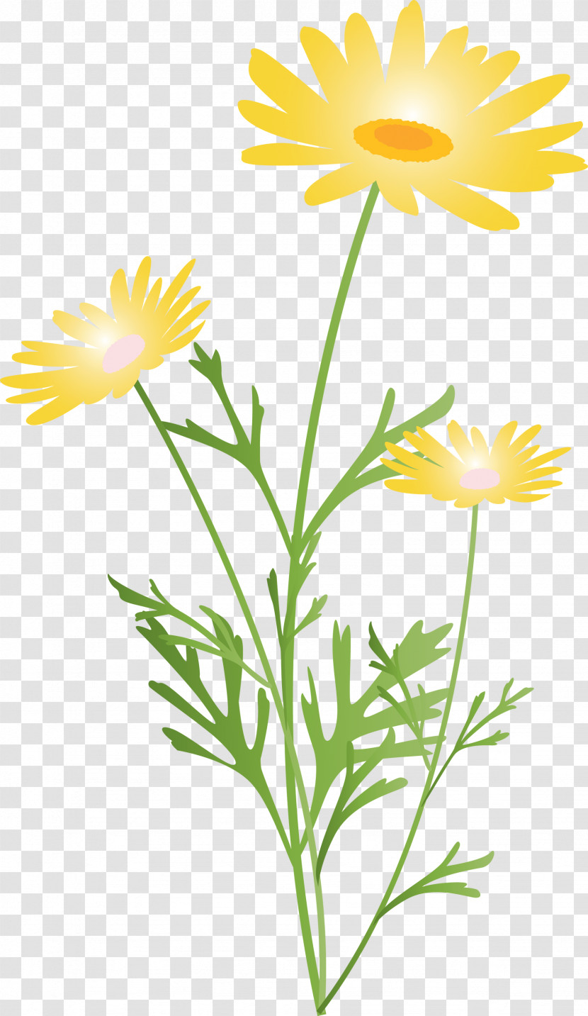 Marguerite Flower Spring Flower Transparent PNG