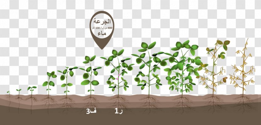 Growing Soybeans Green Bean Corn - Soybean Crop Transparent PNG