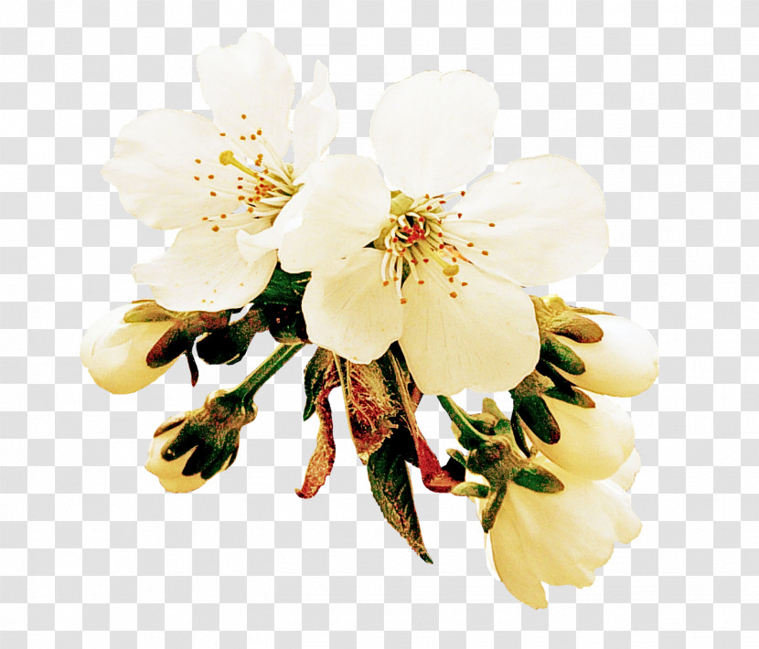 White Flower Petal Plant Blossom Transparent PNG
