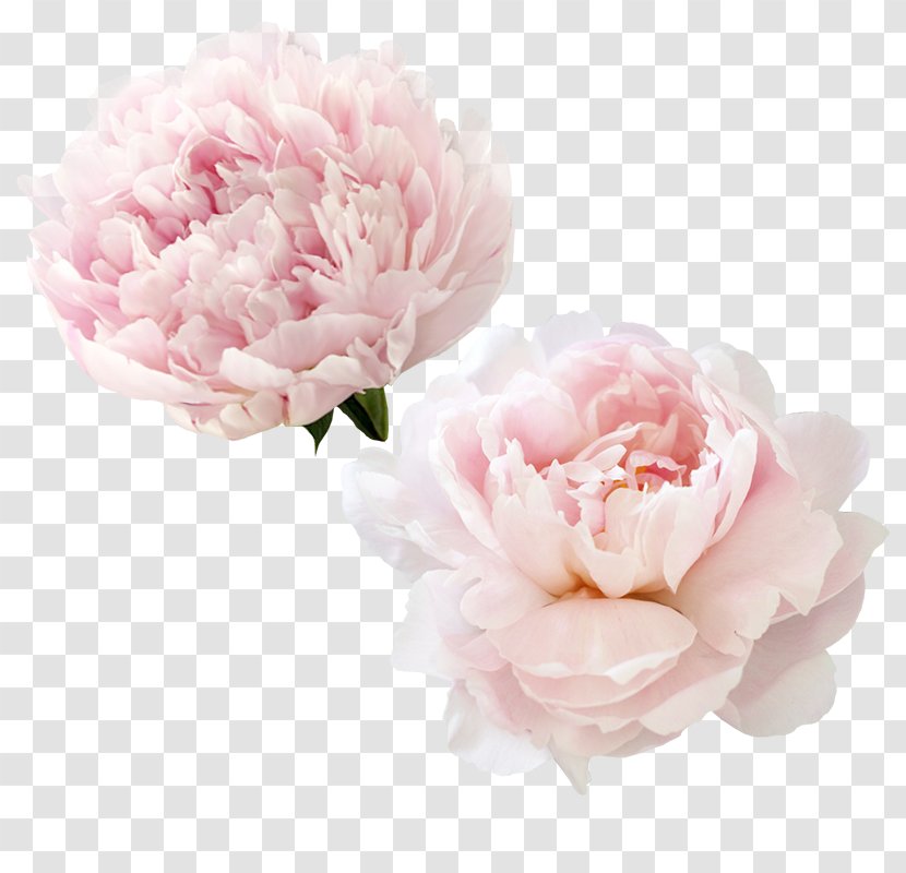 Garden Roses Peony Centifolia Flower - Cut Flowers Transparent PNG