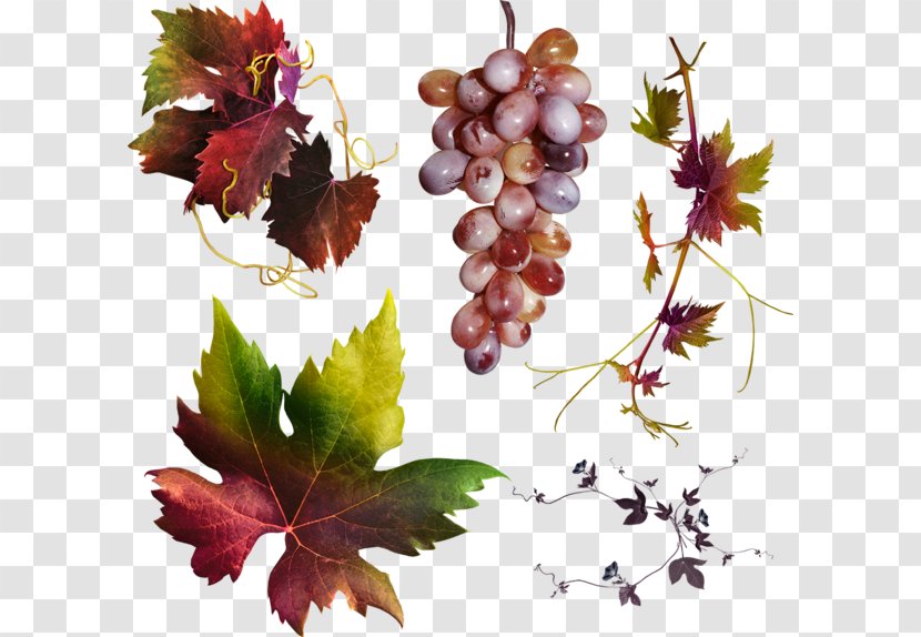 Grape Leaves Autumn IFolder - Ifolder Transparent PNG