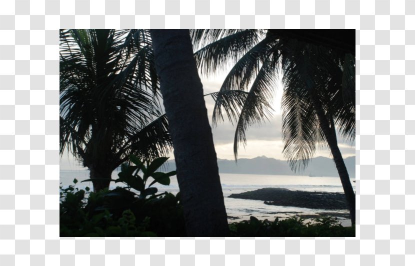 Arecaceae Picture Frames Stock Photography - Arecales - Indonesia Bali Transparent PNG