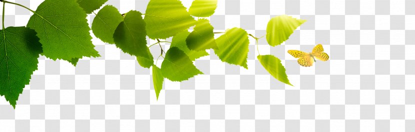 Air Ioniser Ionization Leaf Alternative Health Services - Grass Transparent PNG