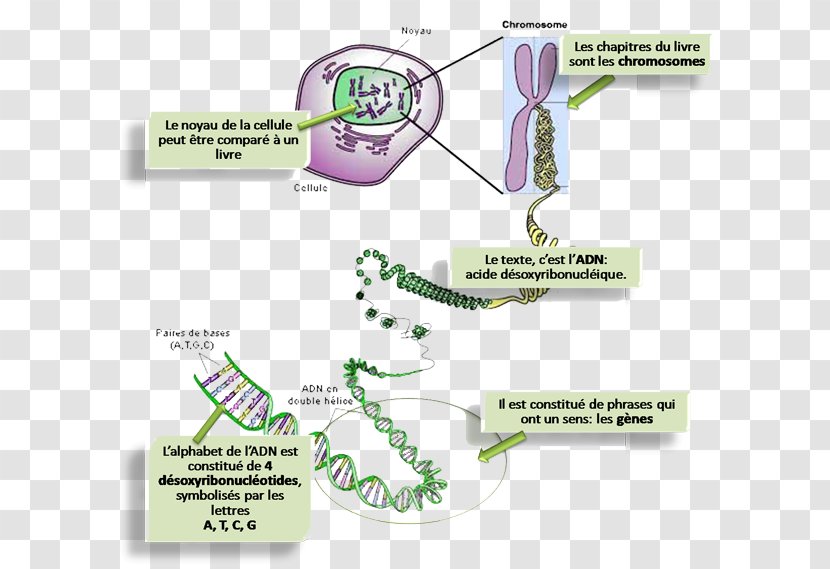 Eukaryotic Chromosome Structure DNA Gene Homologous - Dna - Adn Production Transparent PNG