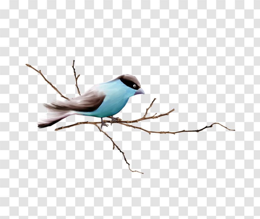 Bird Sparrow Branch - Beak - Little Transparent PNG