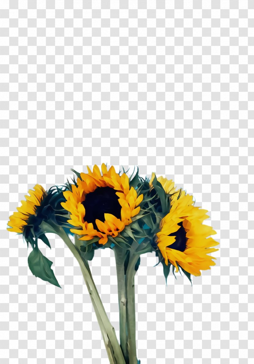 Sunflower Watercolor - Artificial Flower - Wildflower Petal Transparent PNG