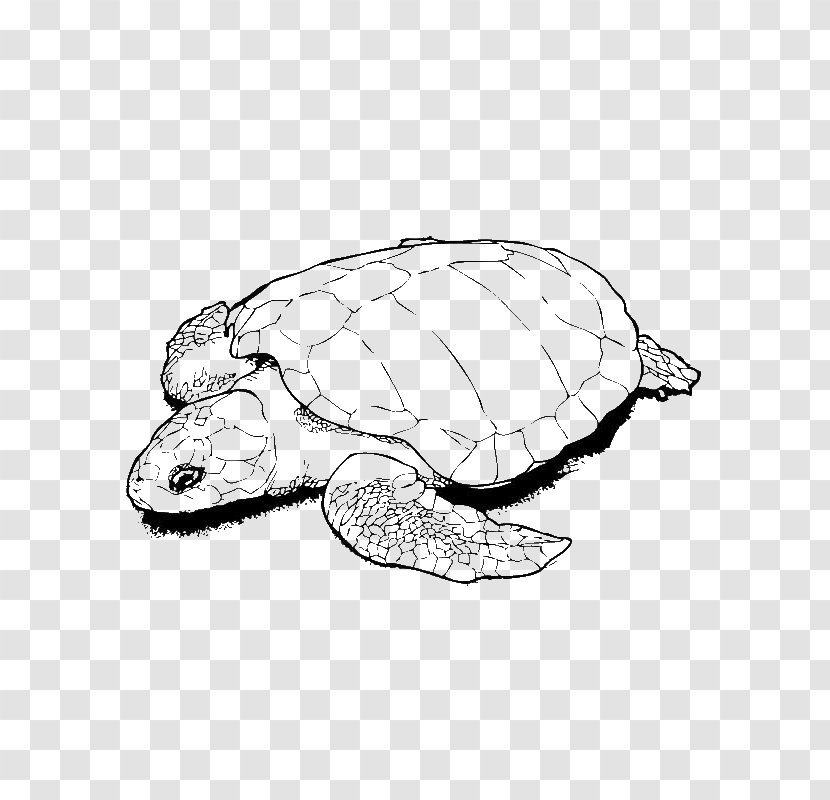 Sea Turtle Background - Kemps Ridley - Painted Chelydridae Transparent PNG