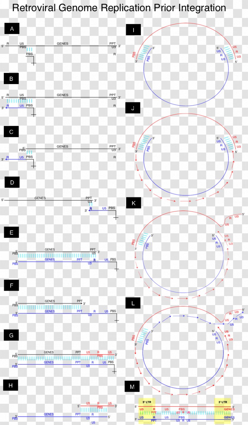 DNA Replication Retrovirus RNA Sense - Number Transparent PNG