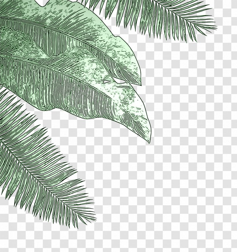 Palm Tree - Elaeis - Branch Transparent PNG