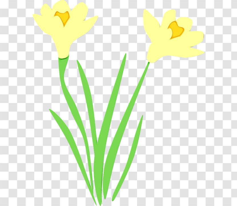 Yellow Flower Pedicel Plant Narcissus Transparent PNG