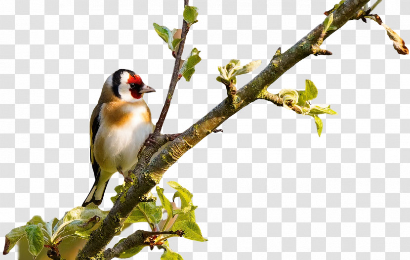 Finches Birds Beak Twig Tree Transparent PNG
