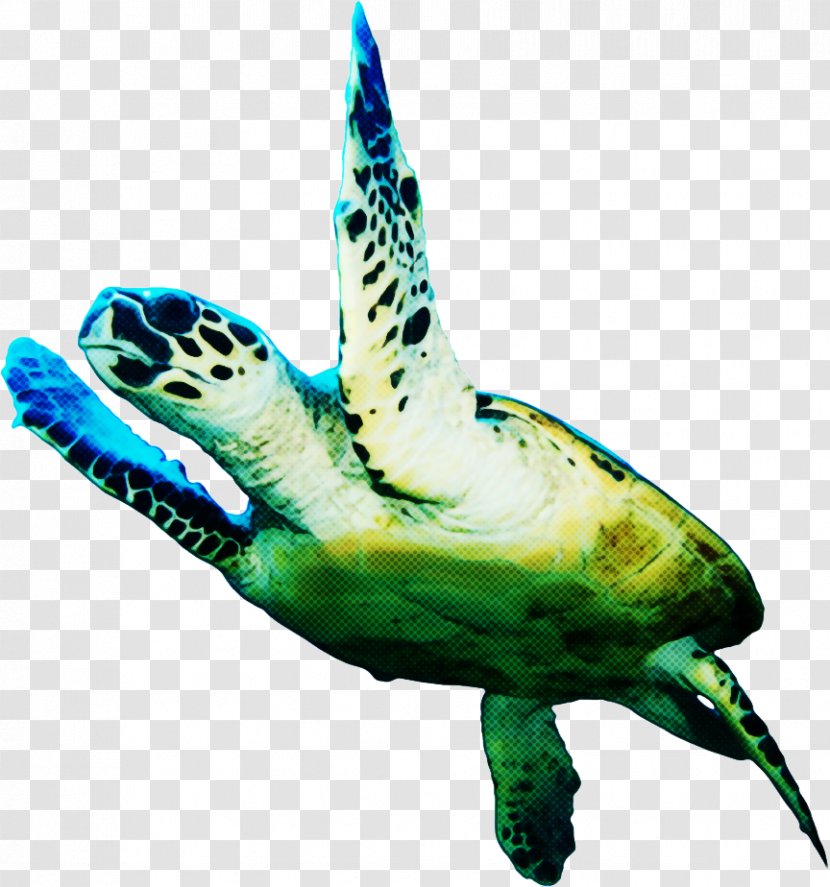 Sea Turtle Background - Kemps Ridley - Olive Reptile Transparent PNG