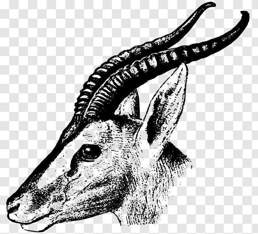 Soemmerring's Gazelle Impala Clip Art - Horn Transparent PNG