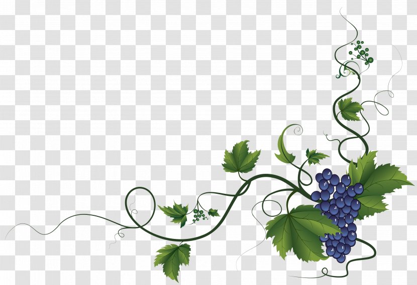 Common Grape Vine Wine Clip Art - Flowering Plant Transparent PNG