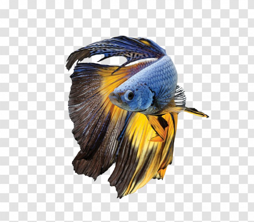 Siamese Fighting Fish Parrot Bird Blue-and-yellow Macaw - Oriental Pied Hornbill - Betta Transparent PNG