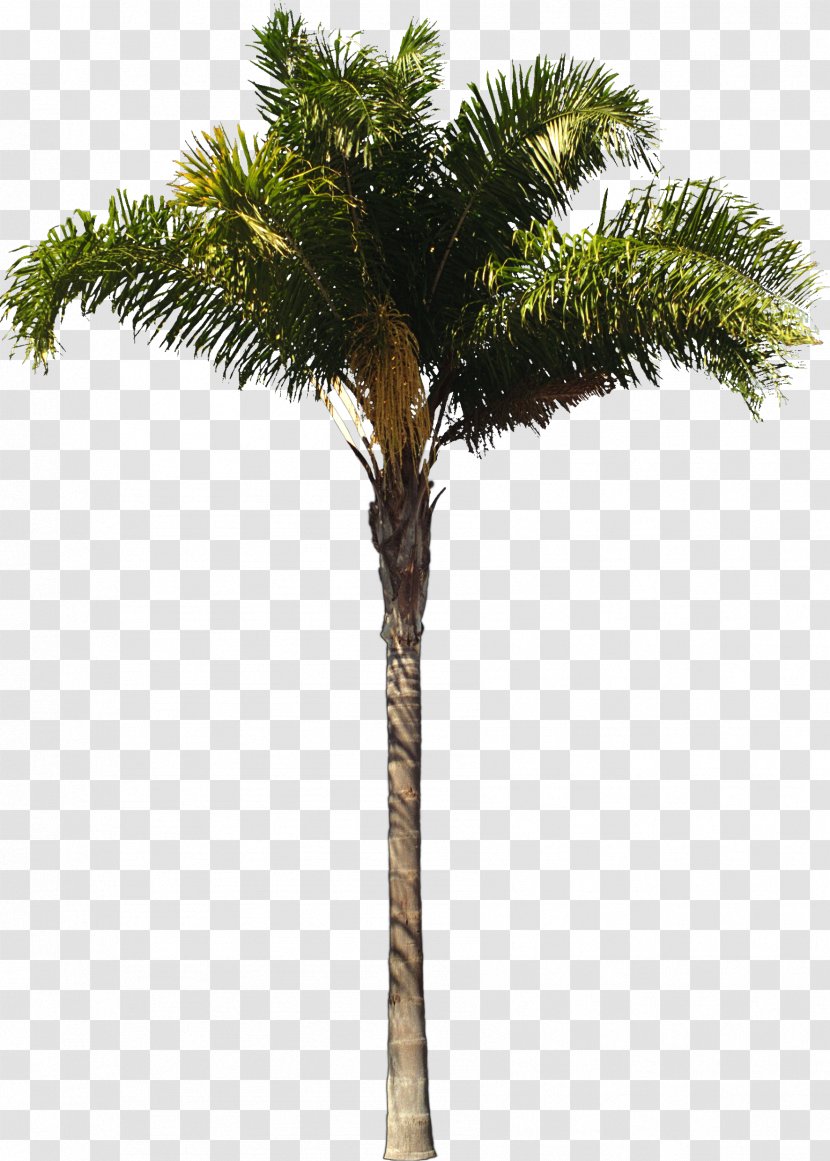 Arecaceae Queen Palm Architect Woody Plant Tree - Trunk Transparent PNG