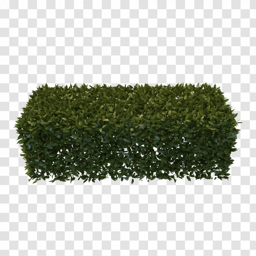 Hedge Garden Shrub Pruning - Threedimensional Space - Hedges Free Download Transparent PNG