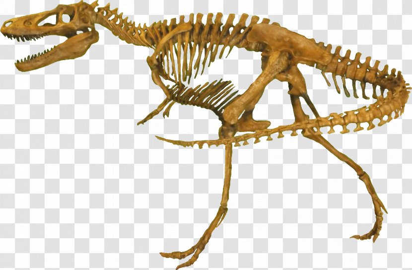 Rocky Mountain Dinosaur Resource Center Nanotyrannus Tyrannosaurus Gorgosaurus Daspletosaurus - Carnivoran - Clean Transparent PNG