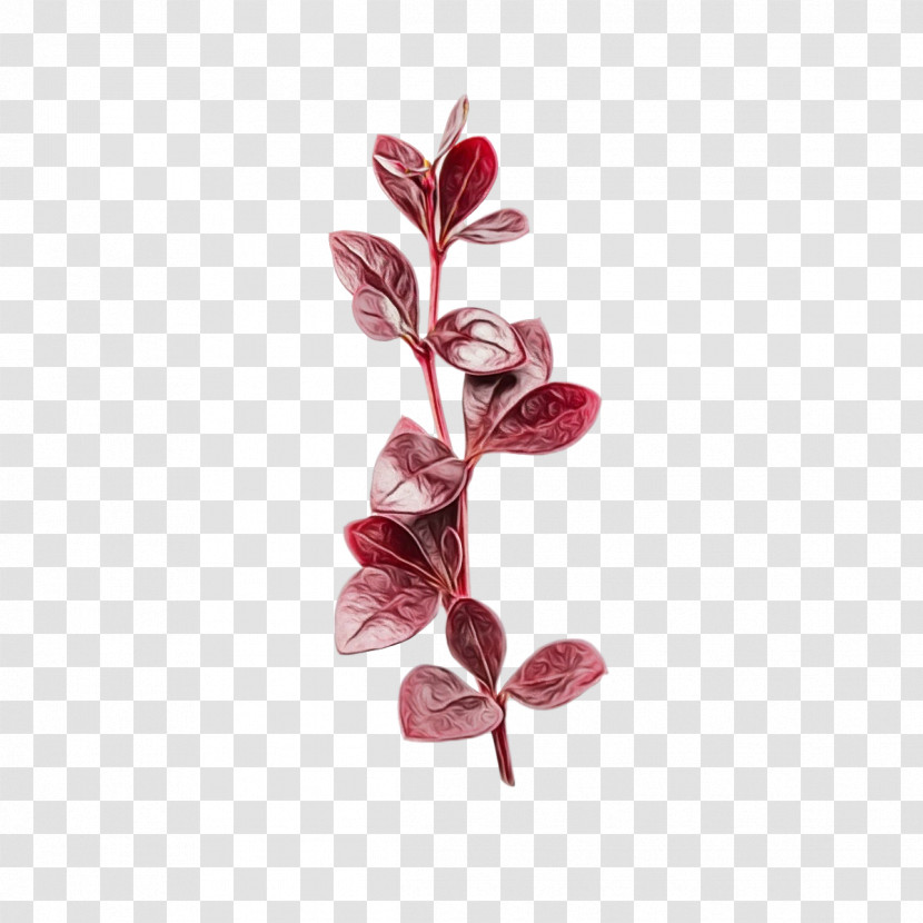 Flower Petal Branching Plants Biology Transparent PNG