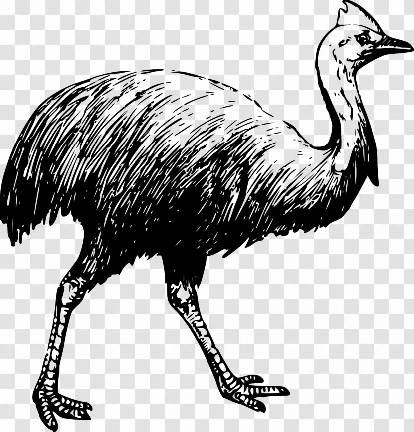 Bird Southern Cassowary Common Ostrich Drawing - Coloring Book - Vector Transparent PNG