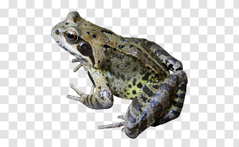 Common Frog - Reptile - File Transparent PNG