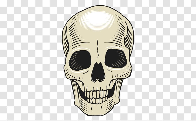 Skull Bone Drawing - Jaw - Skulls Transparent PNG